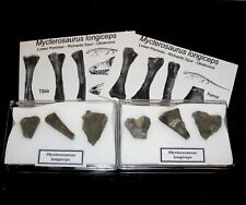 Permian mycterosaurus pelycosa for sale  WAKEFIELD