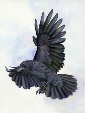 Raven flight print for sale  YEOVIL
