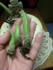 Peanut cactus rooted for sale  Pittsburg