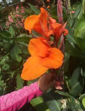 Orange canna lilly for sale  Cleveland