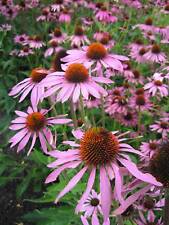 Echinacea coneflower purple for sale  SALISBURY