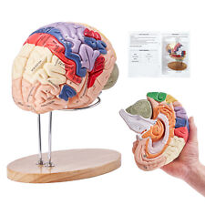 Vevor human brain for sale  Shipping to Ireland