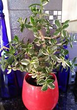 Money tree plant for sale  ST. HELENS