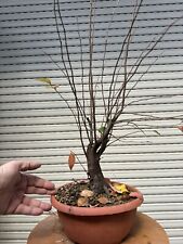 Cotogno bonsai cydonia usato  Italia