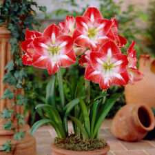 amaryllis for sale  IPSWICH