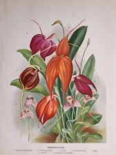 1894 ANTIQUE BOTANICAL FLOWER PRINT ~ MASDEVALLIAS ARMINI LINDENI EPHIPPIUM for sale  Shipping to South Africa