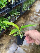 Philodendron narrow jungle for sale  Yucaipa