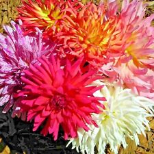 200 zinnia seeds for sale  Greenville