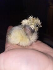 6 Showgirl Silkie hatching eggs for sale  BARNSLEY