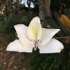 White orchid tree for sale  Shipping to Ireland