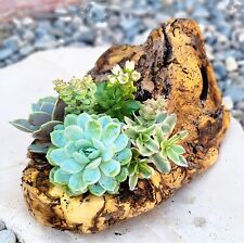 Rustic succulent plant for sale  Buckeye