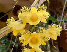 Dendrobium harveyanum species for sale  Shipping to Ireland