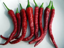 Kashmiri chilli seeds for sale  PETERBOROUGH