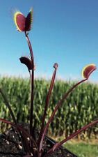 Venus flytrap lust for sale  Chesapeake