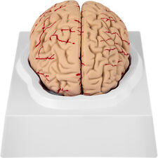 Vevor human brain for sale  Shipping to Ireland