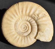 Ammonite intérréssante d'occasion  Angers-