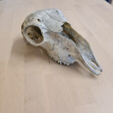 Sheep skull taxidermy for sale  Ireland