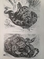 1890 snakes lithograph for sale  Jasper