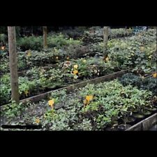 Usato, Straordinaria Offerta Prebonsai piante di anni 3/4 per bonsai usato  Italia