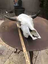 Southwest steer skull for sale  Chandler