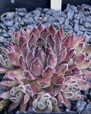 Sempervivum dannii minogue gebraucht kaufen  Wagenhoff