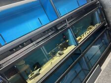 Aquatics aquarium fish for sale  HIGH WYCOMBE