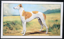 Coursing greyhound vintage for sale  DERBY