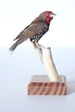 Taxidermy-hunting-chasse-präparat- Painted Firetail with permit for sale  Shipping to South Africa