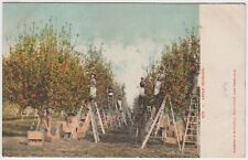 Apple orchard postcard for sale  Lockwood