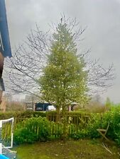 16ft holly tree for sale  CHESTER