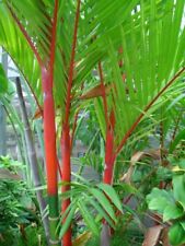 Cyrtostachys renda | Cera de vedação vermelha e batom palma | 5_sementes comprar usado  Enviando para Brazil