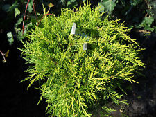 Juniperus media carbery for sale  STOKE-ON-TRENT