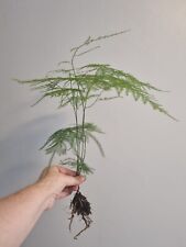 Asparagus fern plant for sale  LONDON