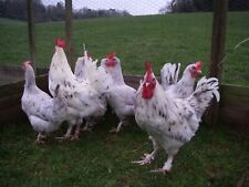 Splash maran eggs for sale  SOUTHAMPTON