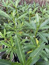 Oleander nerium oleander for sale  Bartlett