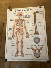 Affiche scolaire squelette d'occasion  Paris XIII