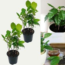 Camellia sinensis plants for sale  GLASGOW