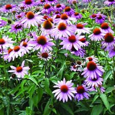 Echinacea magnus superior for sale  TYWYN