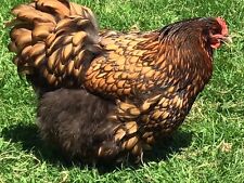 Gold laced silver for sale  PLYMOUTH