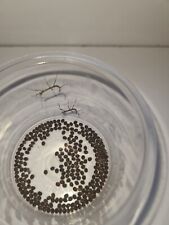 stick insect eggs for sale  PLYMOUTH