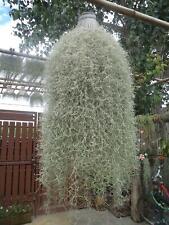 Used, 12" Inch Air Plant - Tillandsia usneoides - Spanish Moss for sale  Tampa