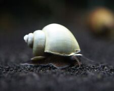 Mystery snails freshwater for sale  Lehigh Acres