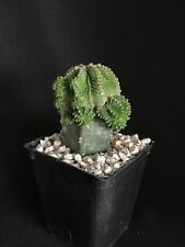 Aztekium ritteri cactus for sale  Rancho Santa Margarita
