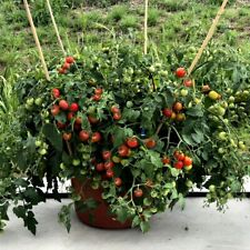 Tomato plants ready for sale  IPSWICH