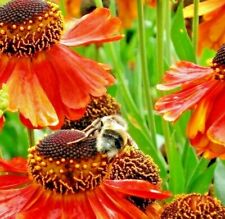 Red helenium seeds for sale  CARNFORTH