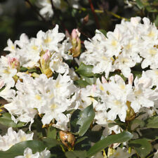 Rhododendron madam masson for sale  PETERBOROUGH