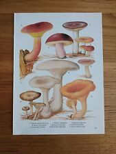 Mushroom fungi art for sale  BIRKENHEAD