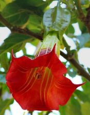 Red angel trumpet for sale  Ravensdale