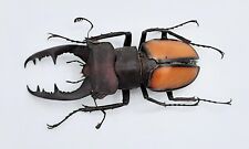 Lucanus laetus, A1, 51 mm, XL, #LL33 for sale  Shipping to South Africa