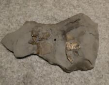 Schieferplatte ammonit fossili gebraucht kaufen  Bad Iburg